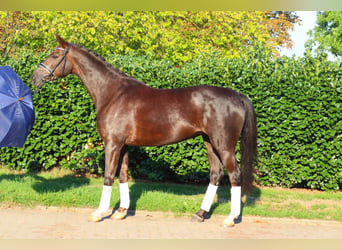 Hannover, Giumenta, 8 Anni, 165 cm, Sauro scuro