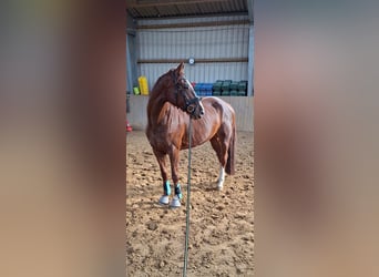Hannover, Giumenta, 8 Anni, 165 cm, Sauro scuro