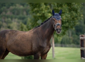 Hannover, Giumenta, 8 Anni, 166 cm, Baio scuro