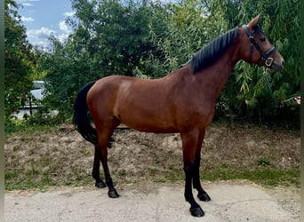 Hannover, Giumenta, 8 Anni, 167 cm, Baio