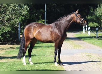 Hannover, Giumenta, 8 Anni, 167 cm, Baio scuro