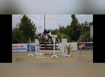 Hannover, Giumenta, 8 Anni, 167 cm, Grigio pezzato