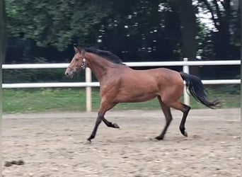 Hannover, Giumenta, 8 Anni, 168 cm, Baio