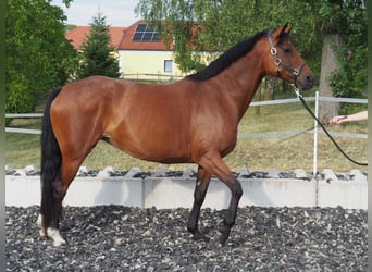 Hannover, Giumenta, 8 Anni, 168 cm, Baio