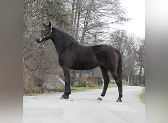 Hannover, Giumenta, 8 Anni, 168 cm, Baio scuro