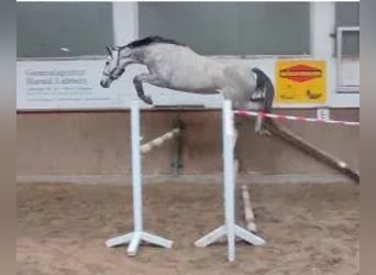 Hannover, Giumenta, 8 Anni, 168 cm, Grigio