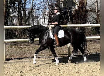 Hannover, Giumenta, 8 Anni, 168 cm, Morello