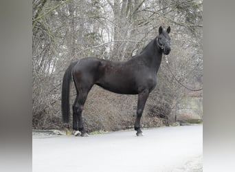 Hannover, Giumenta, 8 Anni, 168 cm, Morello