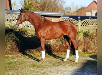 Hannover, Giumenta, 8 Anni, 168 cm, Sauro scuro