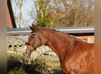 Hannover, Giumenta, 8 Anni, 168 cm, Sauro scuro