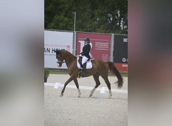 Hannover, Giumenta, 8 Anni, 168 cm, Sauro scuro