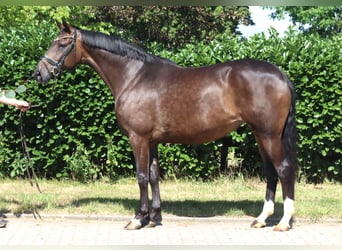 Hannover, Giumenta, 8 Anni, 169 cm, Baio