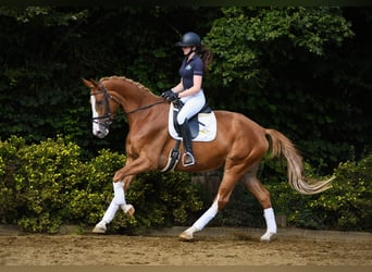 Hannover, Giumenta, 8 Anni, 169 cm, Sauro