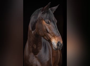 Hannover, Giumenta, 8 Anni, 170 cm, Baio
