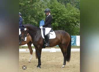 Hannover, Giumenta, 8 Anni, 170 cm, Baio