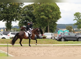 Hannover, Giumenta, 8 Anni, 170 cm, Baio nero