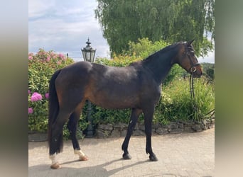 Hannover, Giumenta, 8 Anni, 170 cm, Baio scuro