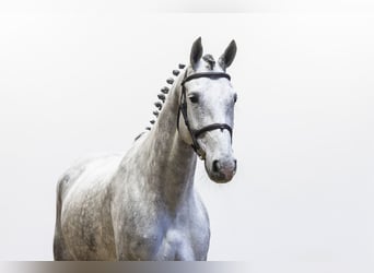 Hannover, Giumenta, 8 Anni, 170 cm