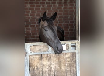 Hannover, Giumenta, 8 Anni, 170 cm, Morello