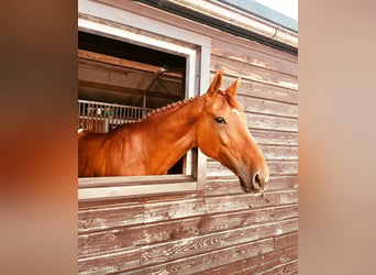 Hannover, Giumenta, 8 Anni, 170 cm, Sauro scuro