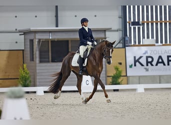 Hannover, Giumenta, 8 Anni, 170 cm, Sauro scuro