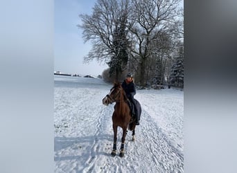 Hannover, Giumenta, 8 Anni, 170 cm, Sauro scuro