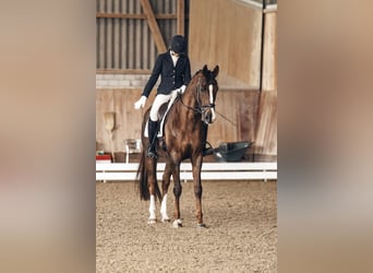 Hannover, Giumenta, 8 Anni, 170 cm, Sauro scuro