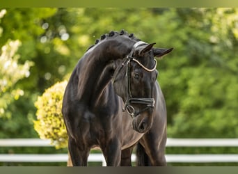 Hannover, Giumenta, 8 Anni, 171 cm, Baio nero