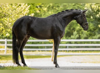 Hannover, Giumenta, 8 Anni, 171 cm, Baio nero