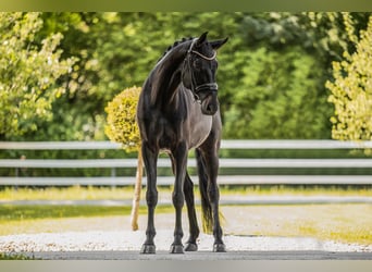 Hannover, Giumenta, 8 Anni, 171 cm, Baio nero