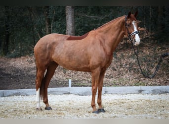 Hannover, Giumenta, 8 Anni, 171 cm, Sauro