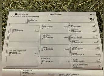 Hannover, Giumenta, 8 Anni, 171 cm, Sauro