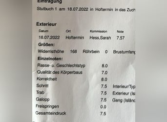 Hannover, Giumenta, 8 Anni, 172 cm, Baio