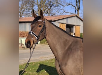 Hannover, Giumenta, 8 Anni, 175 cm, Baio scuro