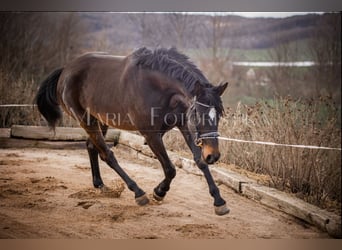 Hannover, Giumenta, 8 Anni, 175 cm