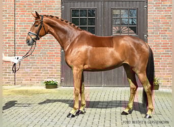 Hannover, Giumenta, 8 Anni, 175 cm, Sauro scuro