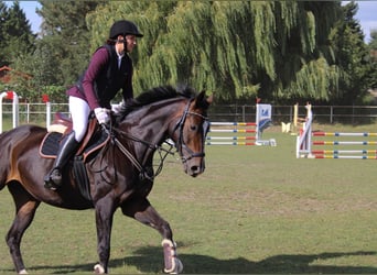 Hannover, Giumenta, 9 Anni, 160 cm, Baio scuro