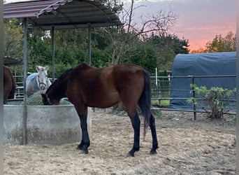 Hannover, Giumenta, 9 Anni, 162 cm, Baio