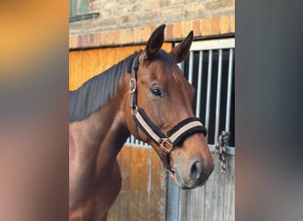 Hannover, Giumenta, 9 Anni, 162 cm, Baio