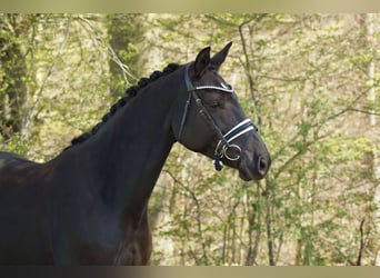 Hannover, Giumenta, 9 Anni, 164 cm, Baio nero