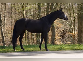 Hannover, Giumenta, 9 Anni, 164 cm, Baio nero