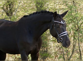 Hannover, Giumenta, 9 Anni, 164 cm, Baio nero