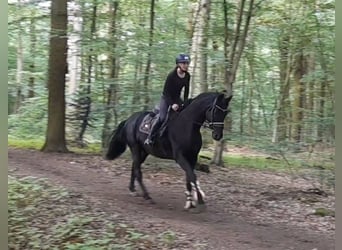 Hannover, Giumenta, 9 Anni, 164 cm, Morello