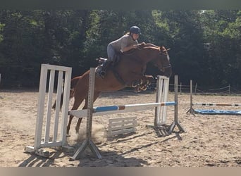 Hannover, Giumenta, 9 Anni, 164 cm, Sauro