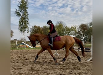 Hannover, Giumenta, 9 Anni, 164 cm, Sauro