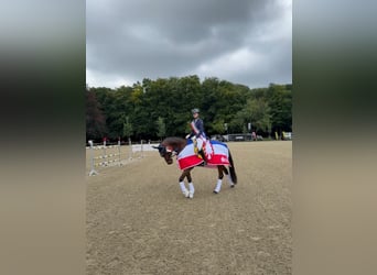 Hannover, Giumenta, 9 Anni, 166 cm, Baio