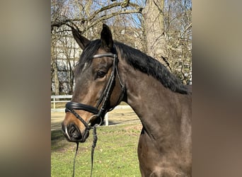 Hannover, Giumenta, 9 Anni, 166 cm, Baio scuro