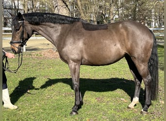 Hannover, Giumenta, 9 Anni, 166 cm, Baio scuro