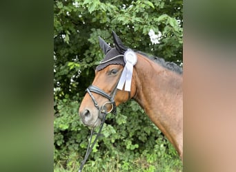 Hannover, Giumenta, 9 Anni, 167 cm, Baio