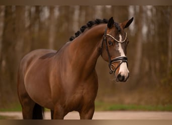 Hannover, Giumenta, 9 Anni, 167 cm, Baio scuro